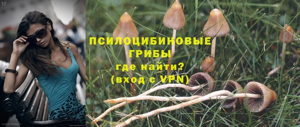 стаф Аркадак