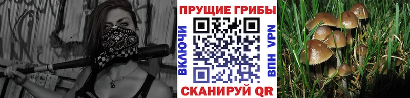 Псилоцибиновые грибы ЛСД  Козьмодемьянск 